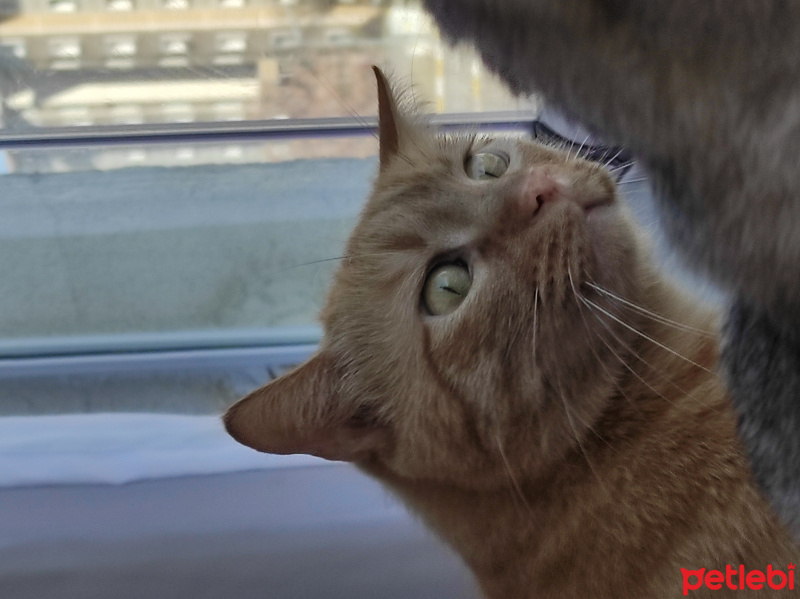 Sarman, Kedi  Tarçın fotoğrafı