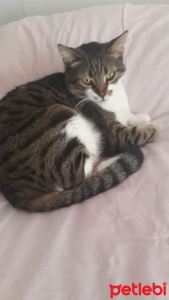 Tekir Kedi, Kedi  Jennis fotoğrafı