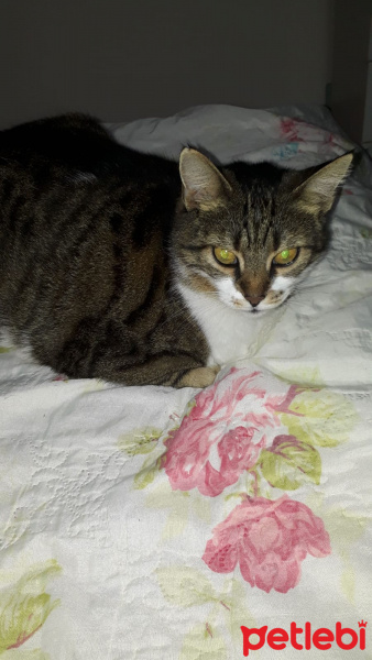 Tekir Kedi, Kedi  Jennis fotoğrafı