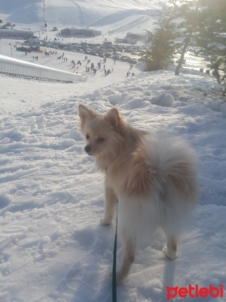 Pomeranyalı, Köpek  Leo fotoğrafı