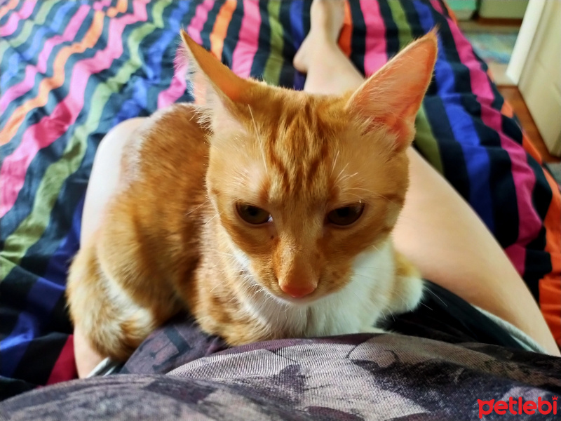 Sarman, Kedi  Nazlı fotoğrafı