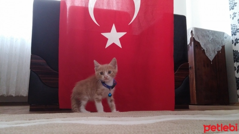 Tekir Kedi, Kedi  Venüs fotoğrafı