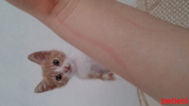 Tekir Kedi, Kedi  Venüs fotoğrafı