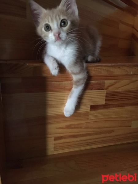 Tekir Kedi, Kedi  Venüs fotoğrafı