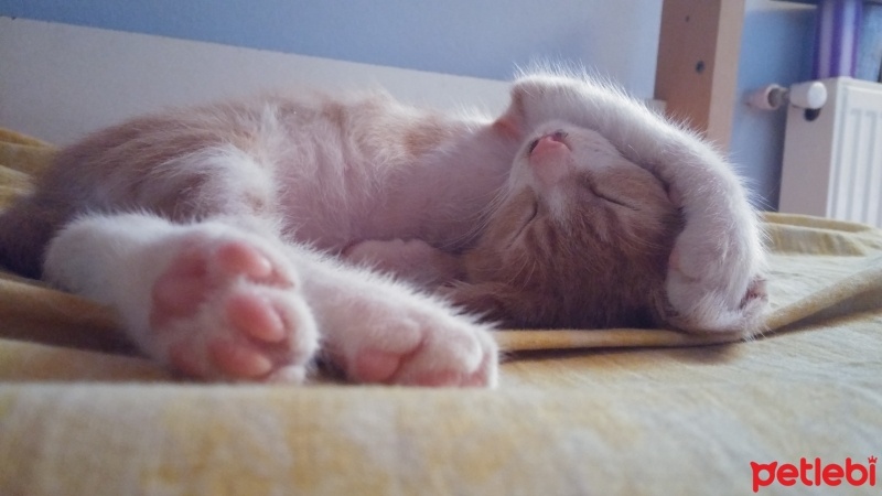 Tekir Kedi, Kedi  Venüs fotoğrafı