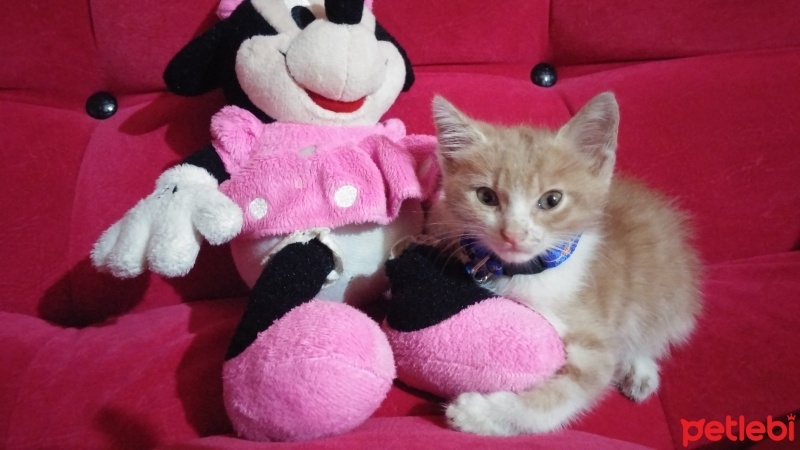 Tekir Kedi, Kedi  Venüs fotoğrafı