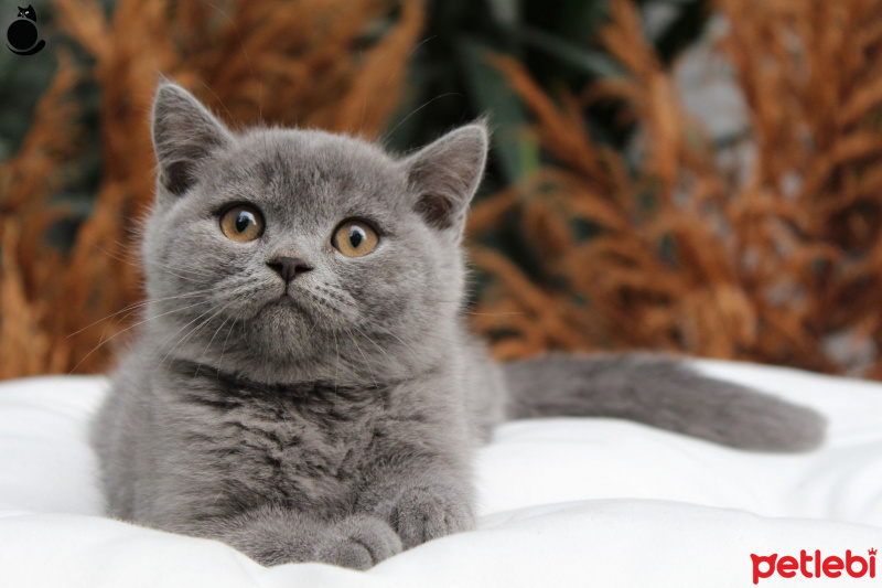 British Shorthair, Kedi  duman fotoğrafı