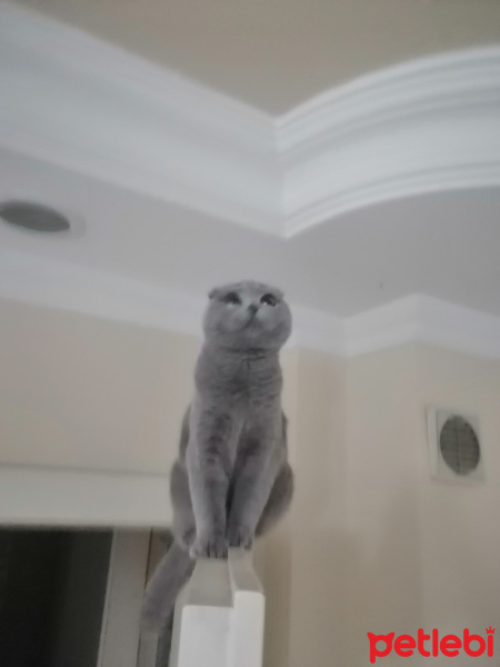 Scottish Fold, Kedi  Mia fotoğrafı