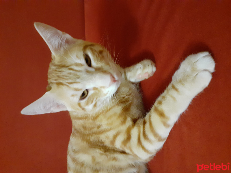 Sarman, Kedi  Yamac fotoğrafı