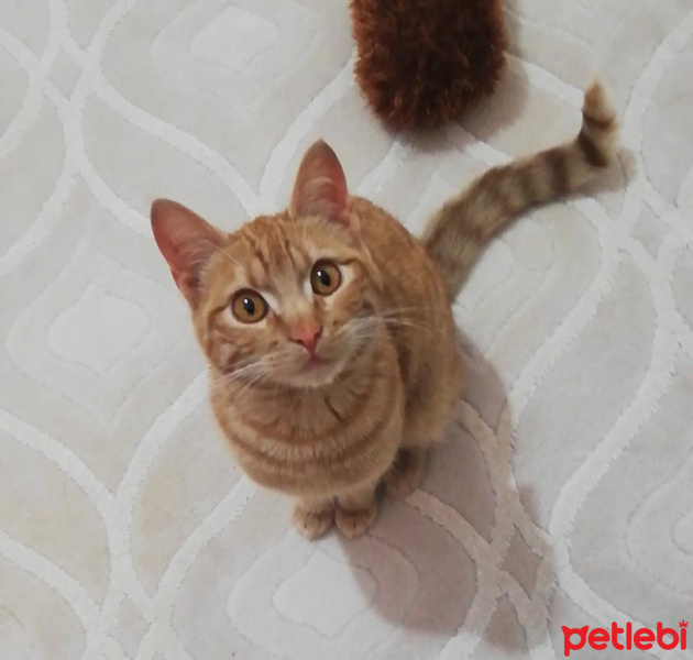 Sarman, Kedi  Bal fotoğrafı
