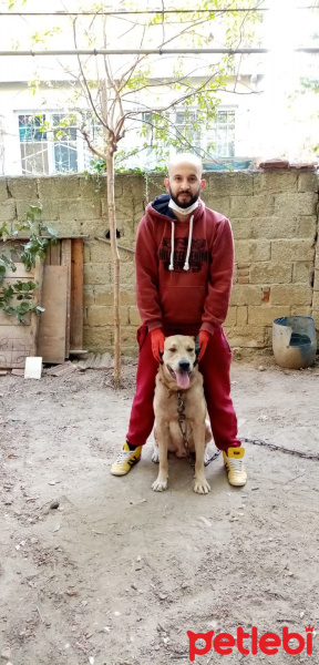 Sokö (Sokak Köpeği), Köpek  Cesur fotoğrafı