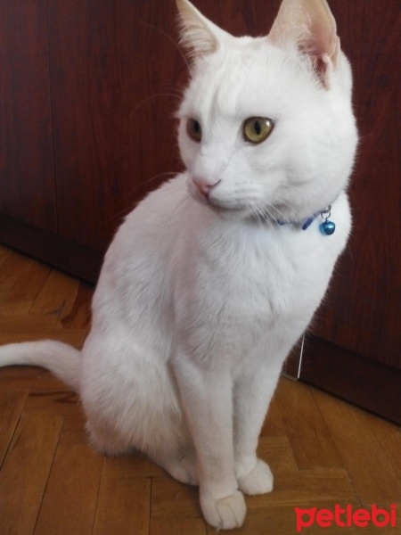 Van Kedisi, Kedi  Badem fotoğrafı