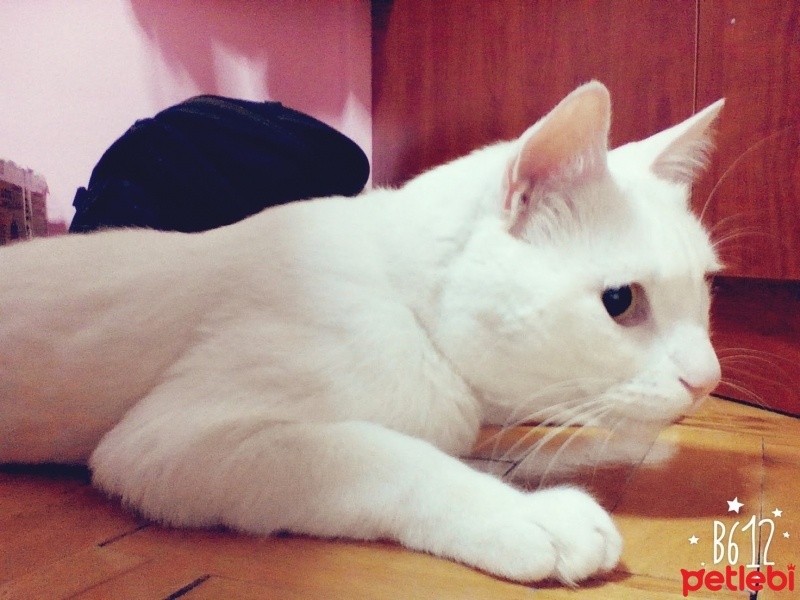 Van Kedisi, Kedi  Badem fotoğrafı