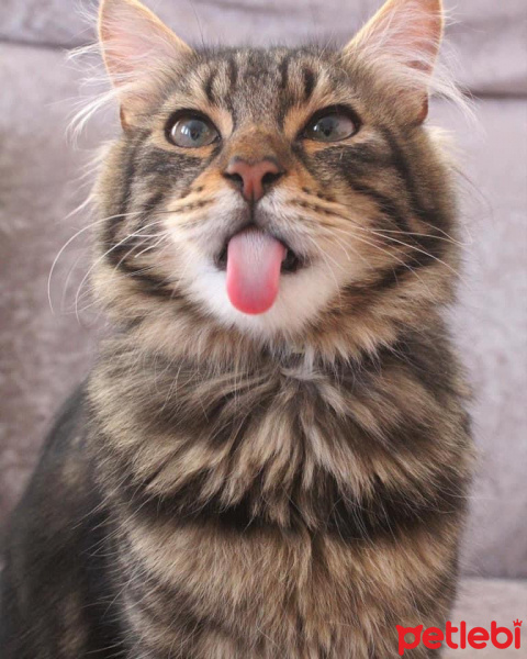 Tekir Kedi, Kedi  Mars fotoğrafı