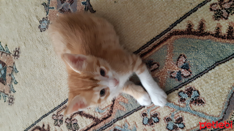 Tekir Kedi, Kedi  Isimsiz fotoğrafı