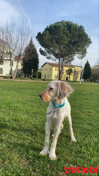 İngiliz Setter, Köpek  Şans fotoğrafı