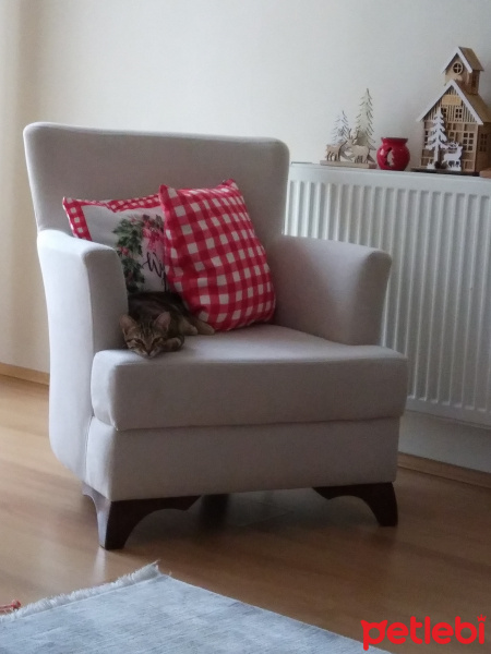 Tekir Kedi, Kedi  Misket fotoğrafı