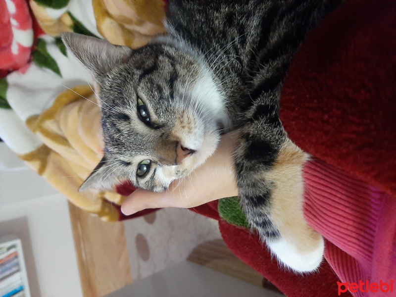 Tekir Kedi, Kedi  Mila fotoğrafı