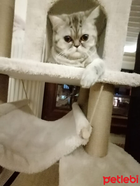 British Shorthair, Kedi  Ponçik fotoğrafı