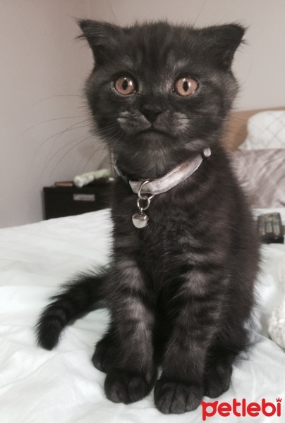 Scottish Fold, Kedi  onyx fotoğrafı