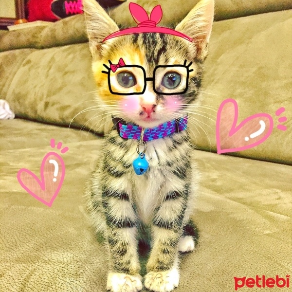 Tekir Kedi, Kedi  Zilli fotoğrafı