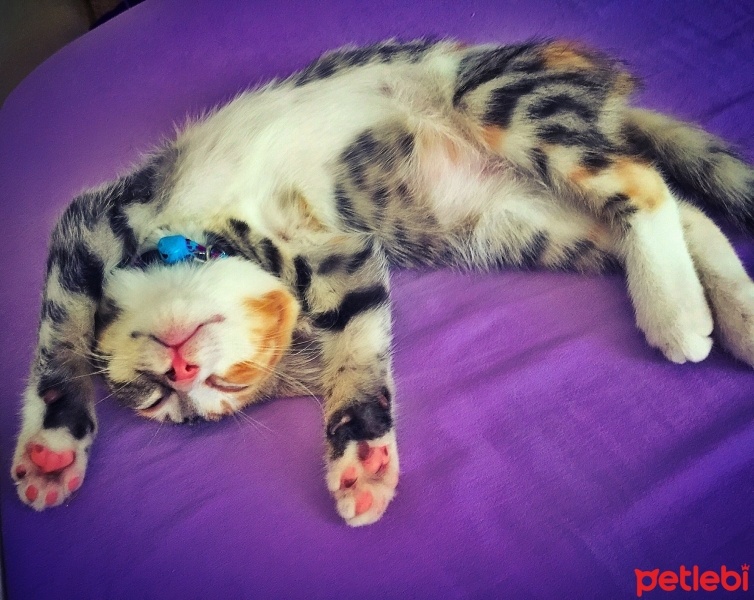 Tekir Kedi, Kedi  Zilli fotoğrafı