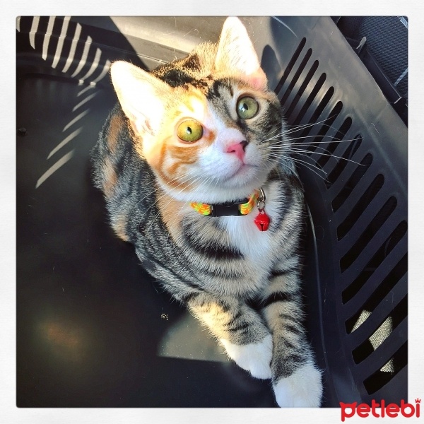 Tekir Kedi, Kedi  Zilli fotoğrafı