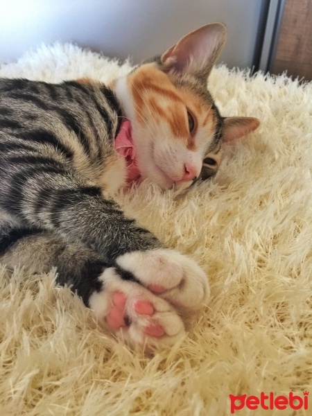 Tekir Kedi, Kedi  Zilli fotoğrafı