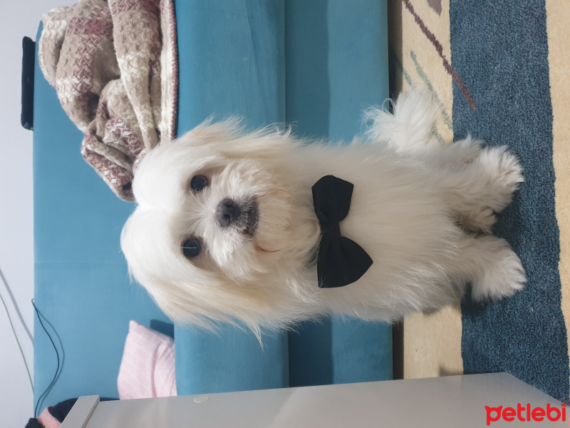 Maltese, Köpek  Odin fotoğrafı