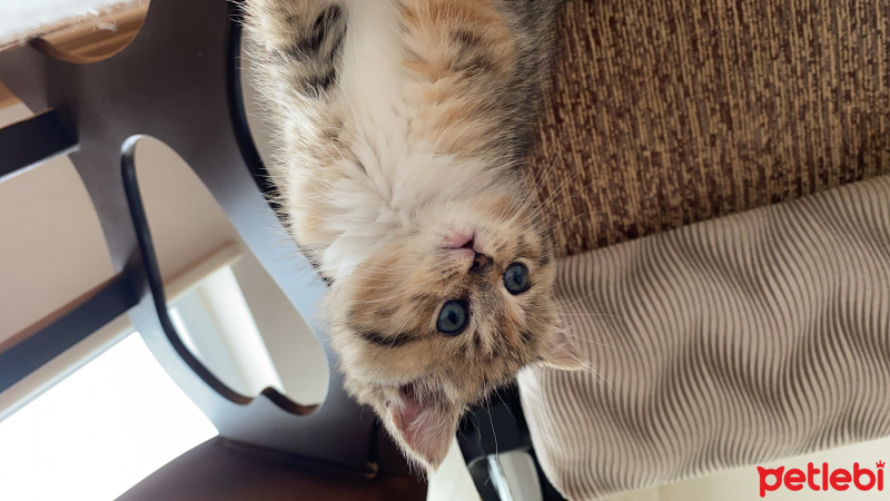 British Shorthair, Kedi  Miya fotoğrafı