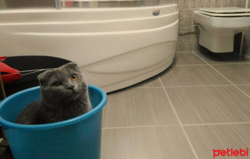 Scottish Fold, Kedi  Keşkül fotoğrafı