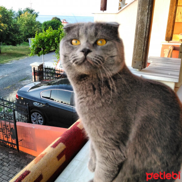 Scottish Fold, Kedi  Keşkül fotoğrafı