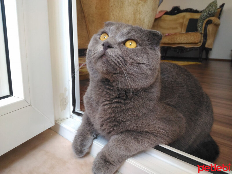 Scottish Fold, Kedi  Keşkül fotoğrafı