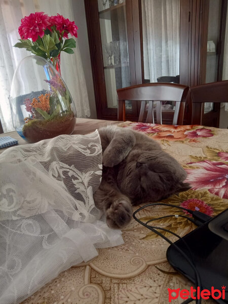 Scottish Fold, Kedi  Keşkül fotoğrafı