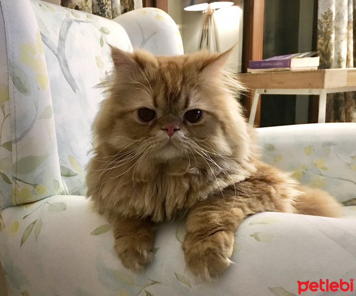 İran Kedisi (Persian), Kedi  Badem fotoğrafı