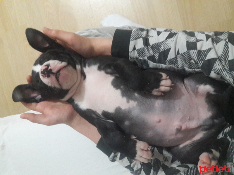 Amerikan Pitbull Terrier, Köpek  Barut fotoğrafı