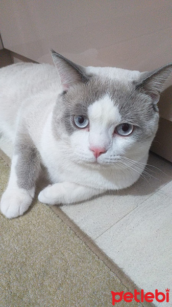 British Shorthair, Kedi  pamuk fotoğrafı