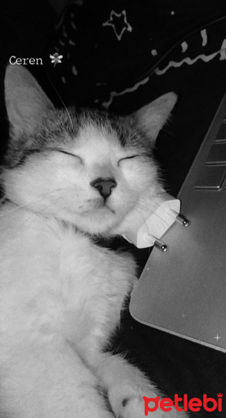 Tekir Kedi, Kedi  Ares fotoğrafı