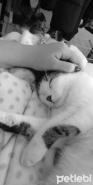 Tekir Kedi, Kedi  Ares fotoğrafı