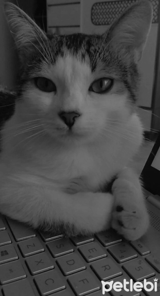 Tekir Kedi, Kedi  Ares fotoğrafı