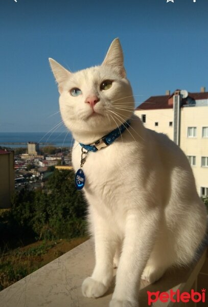 Ankara Kedisi, Kedi  Ogluş fotoğrafı