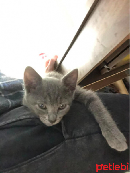 Mavi Rus, Kedi  Çakıl fotoğrafı