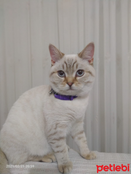 British Shorthair, Kedi  Elsa fotoğrafı