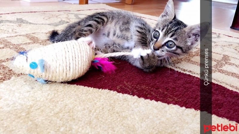 Tekir Kedi, Kedi  Mia fotoğrafı