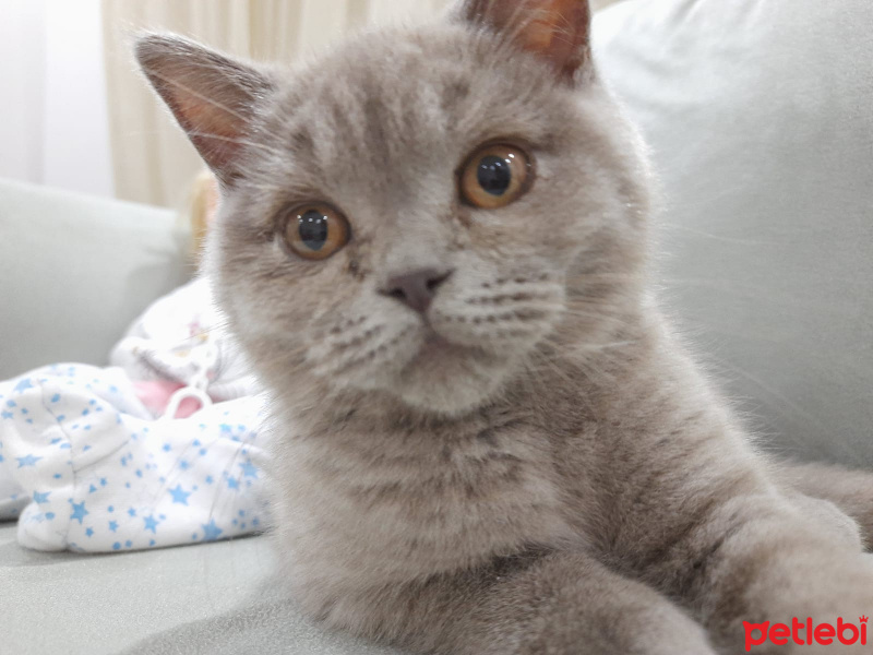 British Shorthair, Kedi  anna fotoğrafı