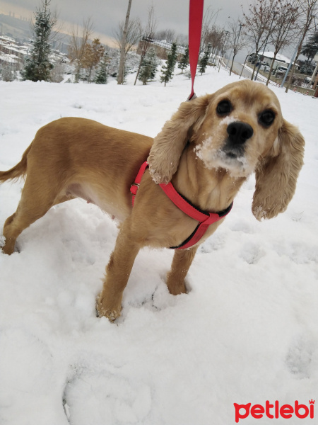 Amerikan Cocker Spaniel, Köpek  Fıstık fotoğrafı