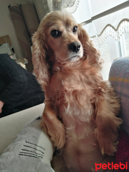 Amerikan Cocker Spaniel, Köpek  Fıstık fotoğrafı