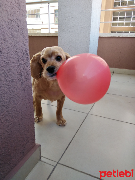 Amerikan Cocker Spaniel, Köpek  Fıstık fotoğrafı