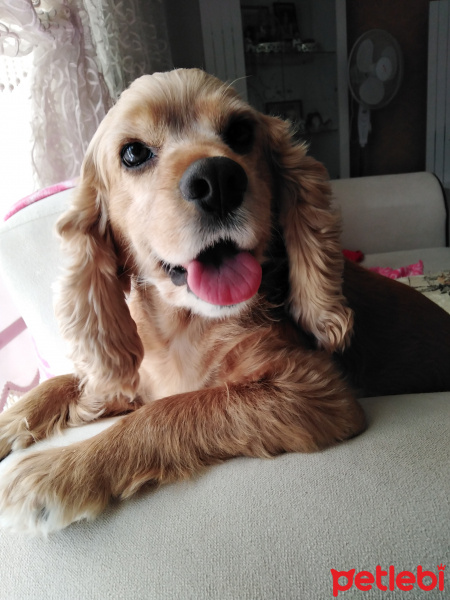 Amerikan Cocker Spaniel, Köpek  Fıstık fotoğrafı