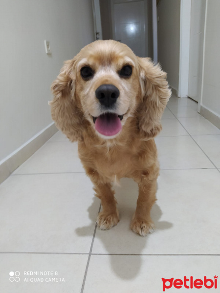Amerikan Cocker Spaniel, Köpek  Fıstık fotoğrafı